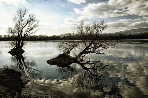 Foto artística de árboles desnudos reflejándose en la surfa de agua de un río — Foto de Stock