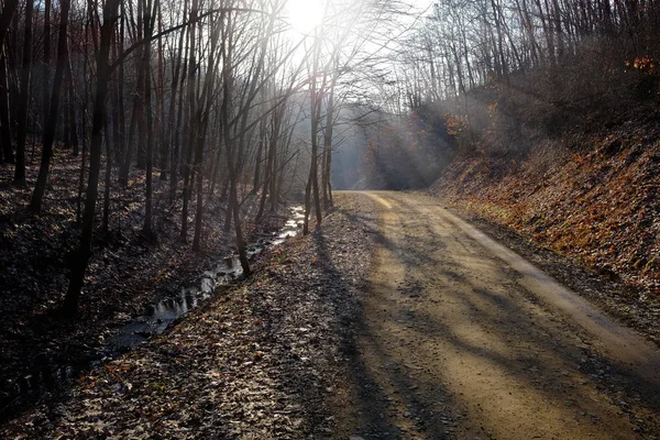 Orman yolu ile erken baharda güneş — Stok fotoğraf