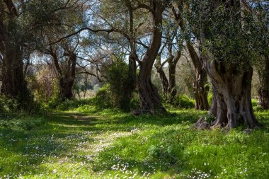 Küçük bir çayır ve Korfu, Gree beyaz çiçeklerle Olive grove
