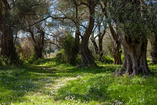 Olijfboomgaard met een kleine weide en witte bloemen in Corfu, Gree — Stockfoto