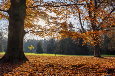 Canlı kırmızı yaprakları ve bir sürü düşmüş yaprakları olan kayın ağacı.