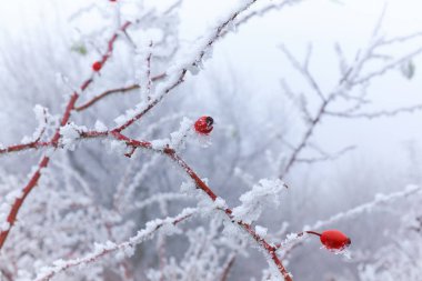 Kış mevsiminde donmuş bir gül kalçası çalılığına yakın