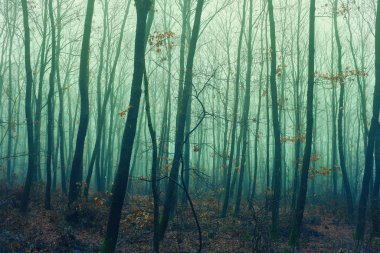 Sisli, sık bir ormanın sanatsal klasik fotoğrafı. 