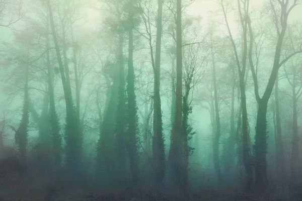 Artistic vintage style photo of a mystierious foggy thick forest — Stock Photo, Image