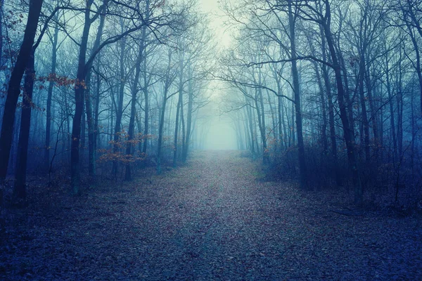 Туманний темний ліс з голими деревами і опале листя — стокове фото