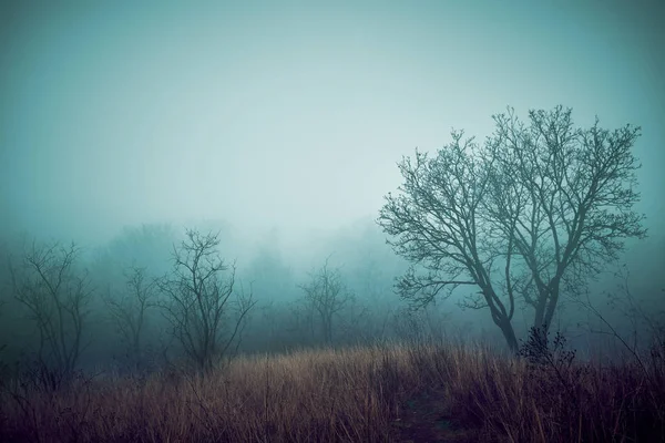 Художній старовинний стиль фото містичного туманного лісу — стокове фото