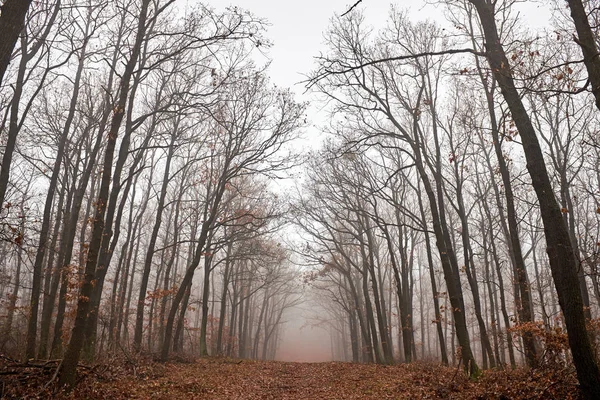 Yapraksız ağaçlarla kaplı sisli bir orman yolu manzarası — Stok fotoğraf