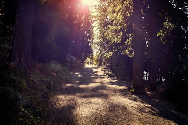Güneş ışığı ve siluetlerle arka planda güzel bir park ve yürüyüş. — Stok fotoğraf