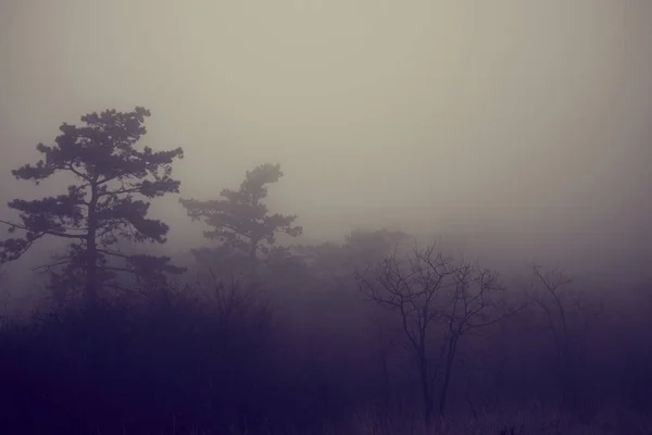 Artistic vintage style photo of a mystierious foggy dark forest — Stock Photo, Image
