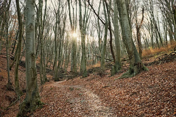 Bir orman ve patikanın çıplak ağaçlarla çekilmiş klasik bir sanat fotoğrafı. — Stok fotoğraf