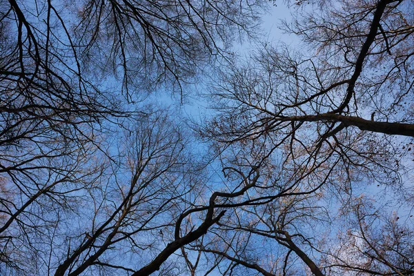 Zimowy las gołe drzewa szczyty z niebieskim niebem — Zdjęcie stockowe
