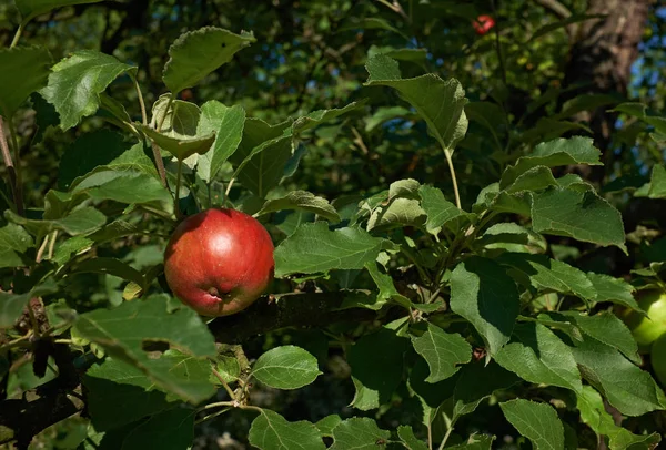 Appel rouge au feuillage vert dans le jardin fruitier Photos De Stock Libres De Droits