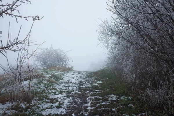 Ködös erdei út hóral, bokrokkal és peremekkel az ágakon Stock Fotó