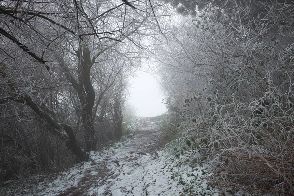 나뭇가지에 틈 이 있는 눈덮인 숲 길 로열티 프리 스톡 사진