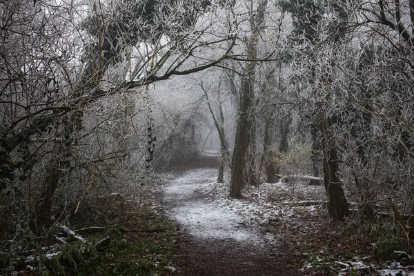 Artistic photo of a  frosty forest with a foggy pathway Royalty Free Stock Photos