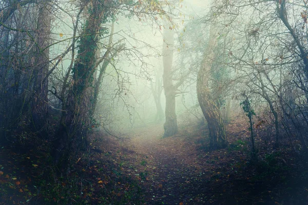 Bosque aterrador con un sendero brumoso. Misterioso paisaje de niebla Imágenes de stock libres de derechos