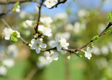 Ciasto z owocami lesnymi Biszkopt, 