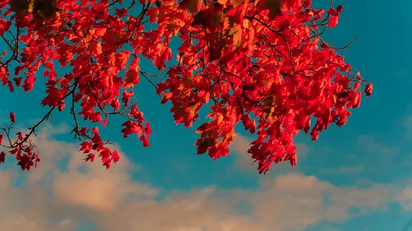 Folhas de bordo vermelho brilhante — Fotografia de Stock