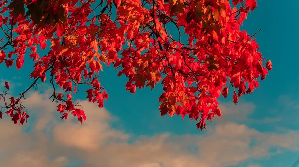 Folhas de bordo vermelho brilhante — Fotografia de Stock