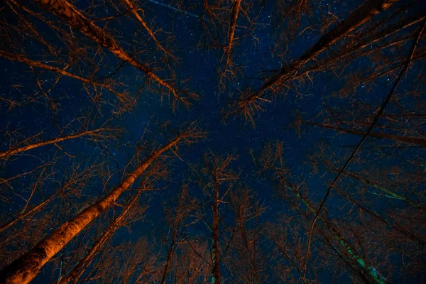 Страшный лес ночью . — стоковое фото