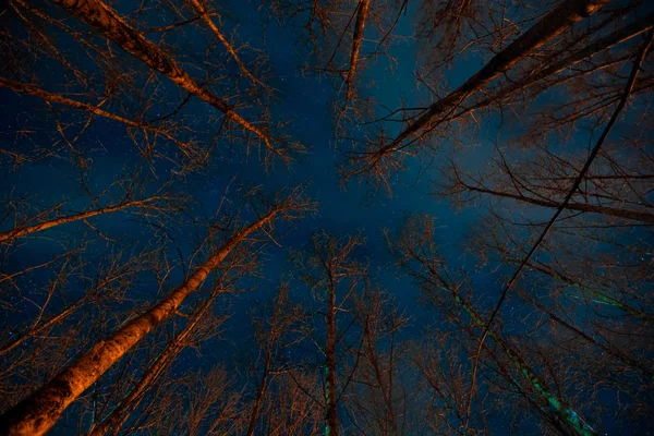 Gruseliger Wald in der Nacht. — Stockfoto