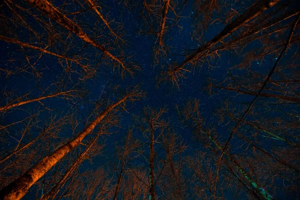 Foresta spaventosa di notte . — Foto Stock