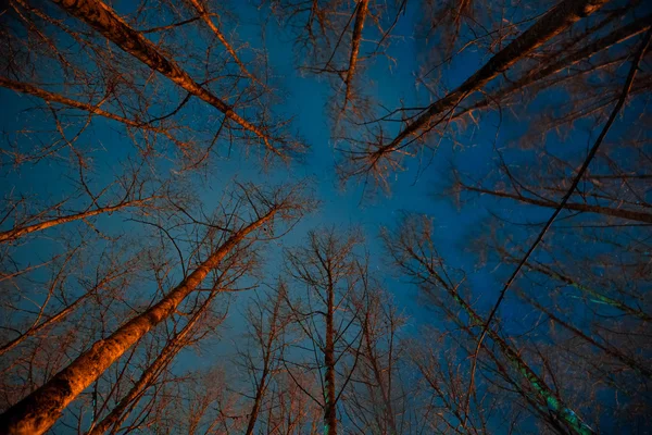 Floresta assustadora à noite . — Fotografia de Stock