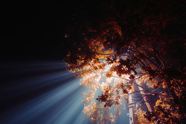 Промені яскравого білого світла через жовте листя дубова ніч — стокове фото