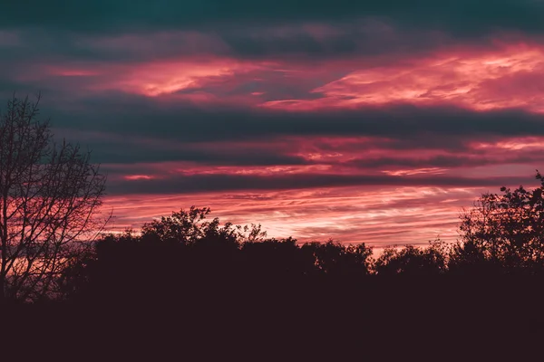 森の上の夕日 — ストック写真