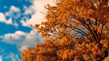 Sonbahar sarı akçaağaç yaprakları