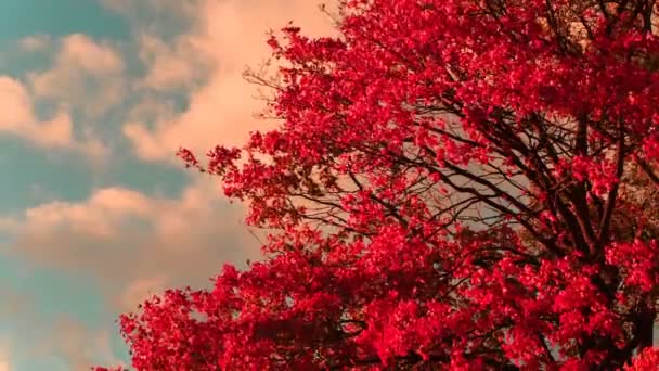 Folhas de bordo vermelho brilhante — Vídeo de Stock