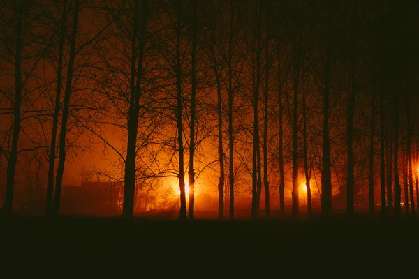 Parque sombrío en la niebla por la noche — Foto de Stock