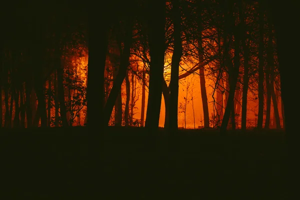 Parc sombre dans le brouillard la nuit — Photo