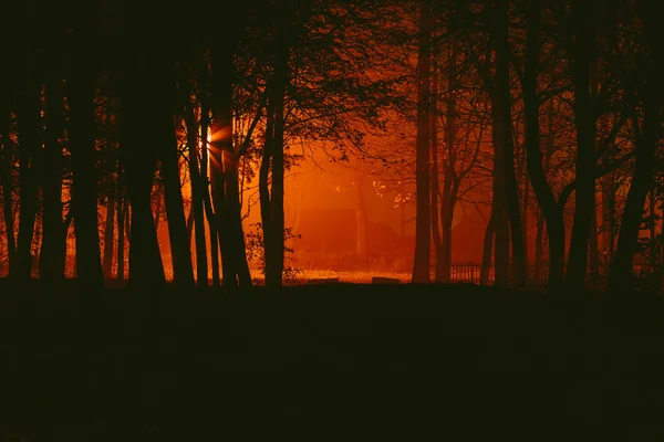 Parque sombrio no nevoeiro à noite — Fotografia de Stock