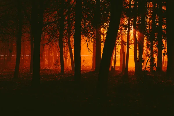 Parc sombre dans le brouillard la nuit Image En Vente