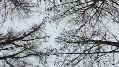 Kuru çıplak sonbahar ağaçlar