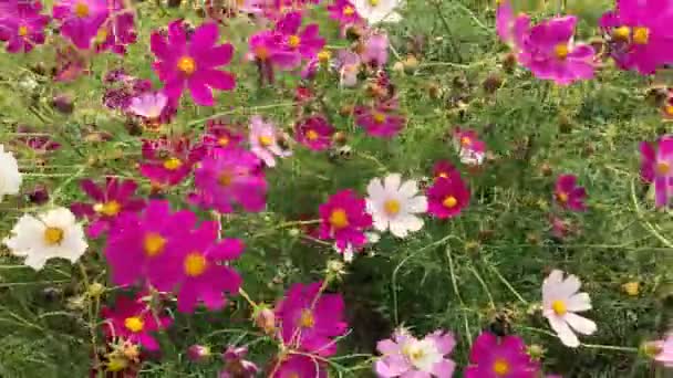 Летние цветы, качающиеся на ветру — стоковое видео