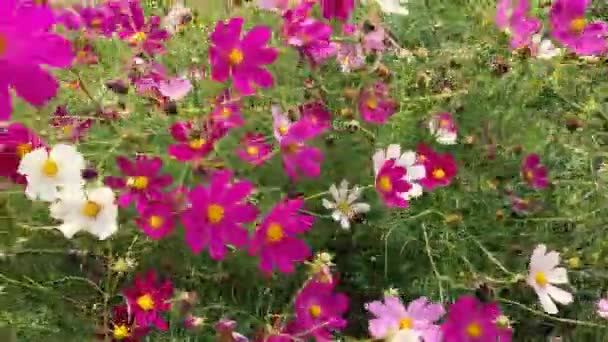 Fleurs d'été se balançant dans le vent — Video