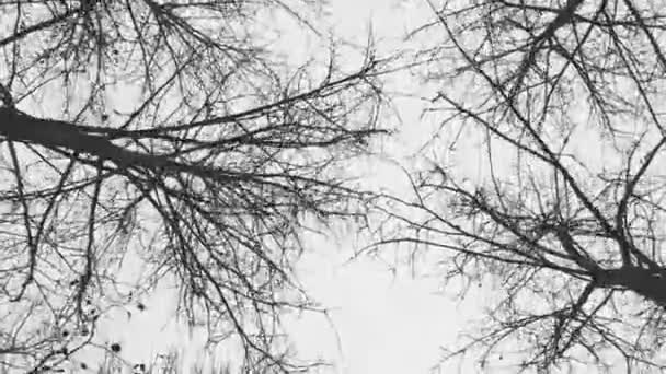 Ξηρά δέντρα γυμνά φθινόπωρο — Αρχείο Βίντεο