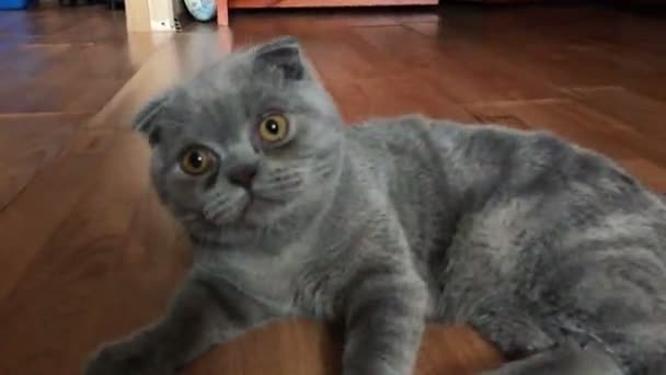 Сумний сірий кіт грає — стокове відео
