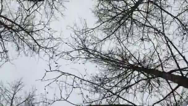 Trockene kahle Herbstbäume — Stockvideo