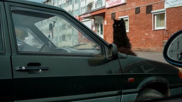 Czarny kot siedzi na masce samochodu — Wideo stockowe