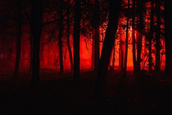 Страшний ліс туман — стокове фото