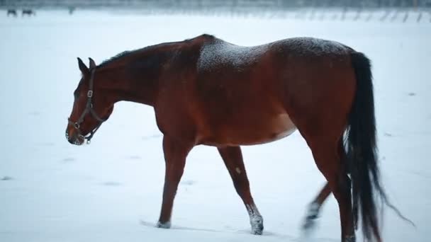 Dark brown horse on winter field — Stock Video