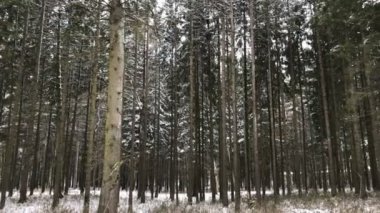 Kar köknar ormanda düşüyor