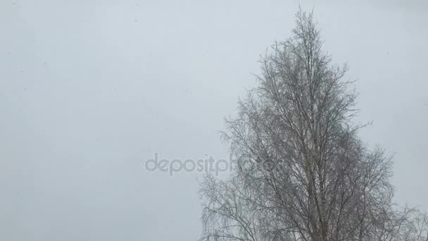 Sneeuw valt groot licht vlokken — Stockvideo