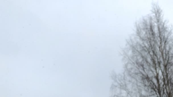 Sneeuw valt groot licht vlokken — Stockvideo