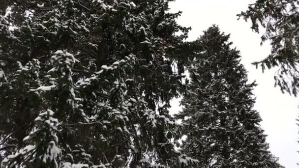 Śnieg pada w lesie jodłowym — Wideo stockowe