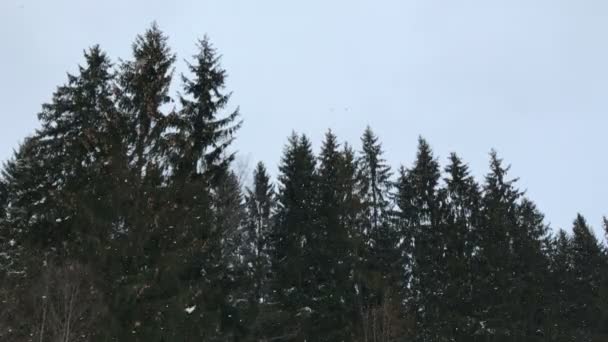 Snön faller i skogen fir — Stockvideo