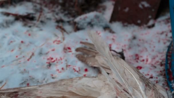 Plumas de pájaros y sangre en la nieve de cerca — Vídeos de Stock